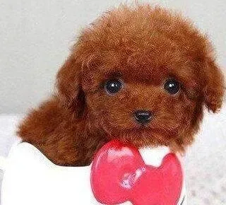 贵宾犬|这几天贵宾犬不怎么爱吃饭是为什么