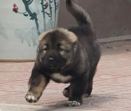 高加索犬|高加索犬总是睡觉是不是生病了