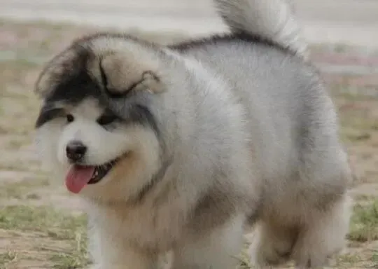 阿拉斯加犬|阿拉斯加犬食用狗粮时需要注意的问题