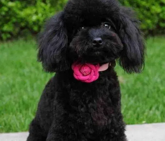 贵宾犬|贵宾犬不停的挠耳朵这是为什么 求原因