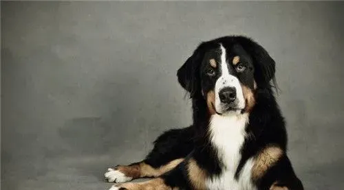 伯恩山犬智商排名 伯恩山犬智商在第22位 | 伯恩山犬