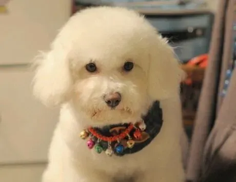 比熊犬吃什么?维C可提高它的肌肉协调能力 | 比熊犬