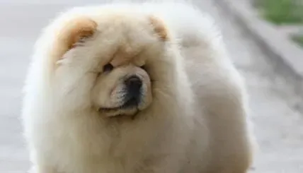 纯种松狮犬臭吗 造成松狮犬体臭原因是什么 | 松狮犬