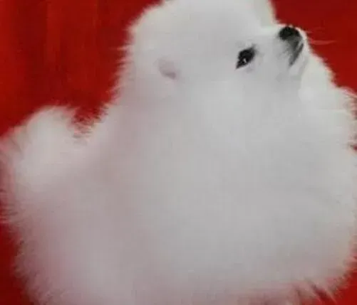 博美犬|饲养大百科 博美犬最近为什么食欲不振