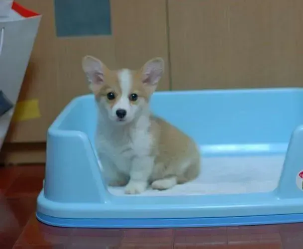 柯基犬|柯基犬鼻子一直很干有什么治疗方法
