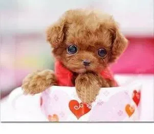 茶杯犬|新买的茶杯犬没精神，爱睡觉没事吧
