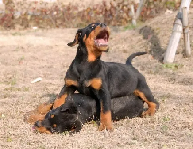 罗威纳犬|这两天罗威纳犬食欲减少，没有精神是什么病