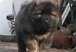 高加索犬|了解高加索犬的习性 走进高加索犬的世界