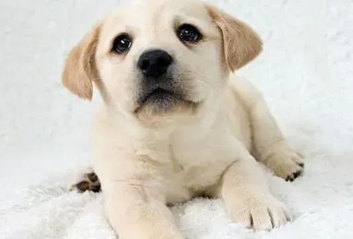 拉布拉多|拉布拉多犬老是咳嗽有痰喂什么药好得快