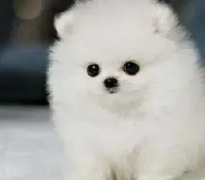 博美犬|博美犬老咬裤腿的原因