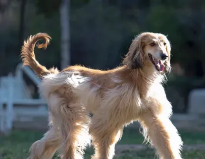 阿富汗猎犬别名 阿富汗猎犬又名喀布尔犬 | 阿富汗猎犬