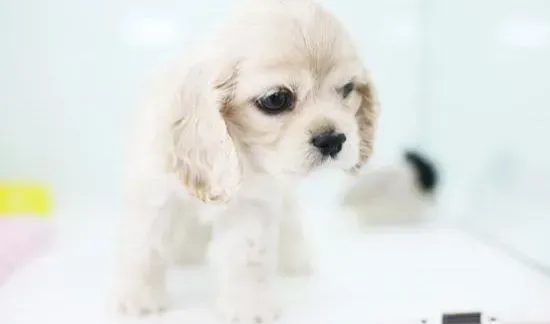 可卡犬|可卡犬挑食拒绝吃狗粮有什么解决办法