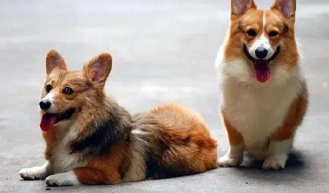 柯基犬|怎样让柯基犬安全健康的度过断奶期