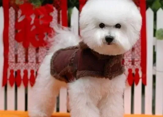 比熊犬|为什么比熊犬会经常出现摇头的现象
