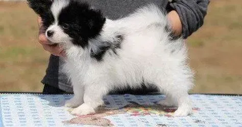 蝴蝶犬|蝴蝶犬便便上有蛔虫吃什么驱虫药比较好