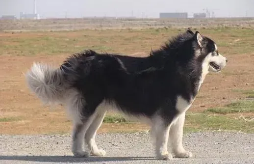 阿拉斯加犬|狗狗发热并非都是病 阿拉斯加犬幼犬体温升高有原因