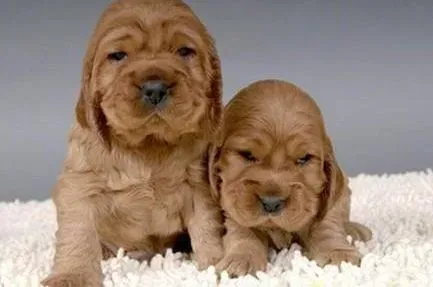 可卡犬|处于哺乳期的可卡犬应该怎么养