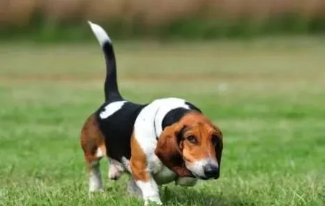 巴吉度猎犬品相 凹陷的深褐色的大眼睛 | 巴吉度猎犬