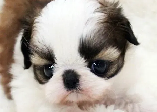 西施犬|西施犬发情期出现缺钙的情况需要注意什么