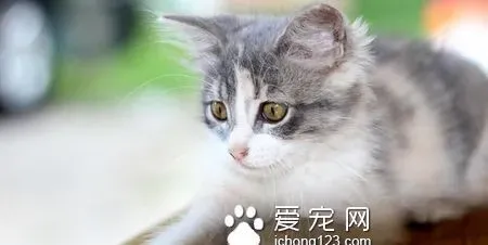 猫会死在家里吗 猫咪是不会在家中死去的 | 猫