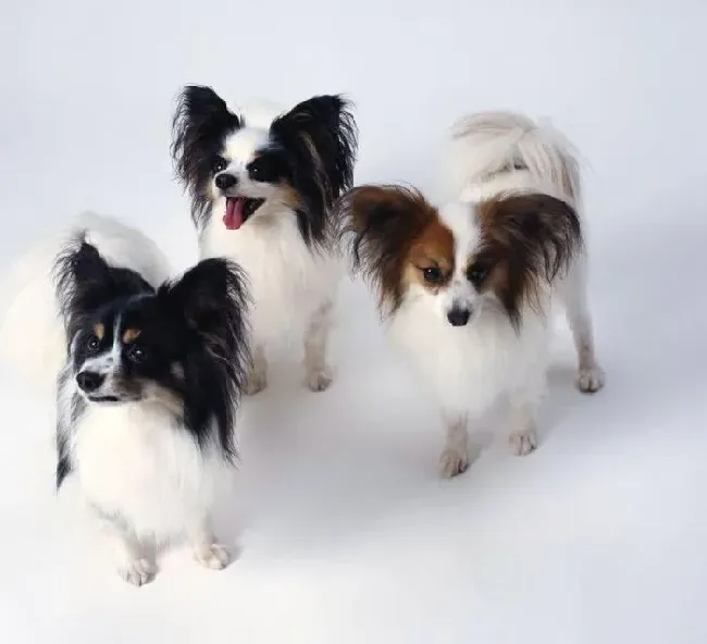 蝴蝶犬|给蝴蝶犬洗澡与梳毛的方法介绍