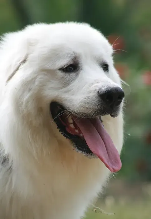 大白熊犬|详细了解大白熊犬相关的知识和内容