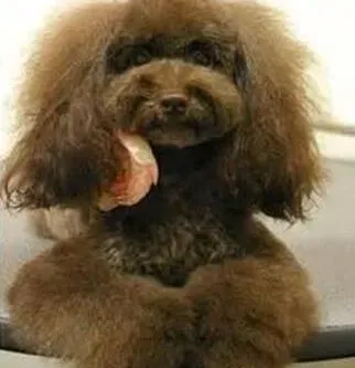 贵宾犬|选择狗粮有讲究 给贵宾犬吃什么样食物最好