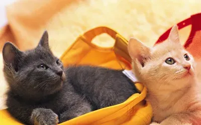 猫交配需要多长时间 应选择安静的地方 | 猫