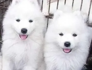 银狐犬|乖巧的银狐犬喜欢乱咬东西的原因