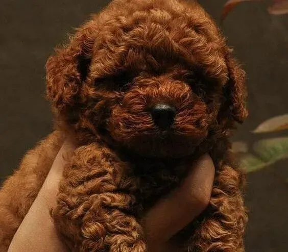 贵宾犬|狗狗训练必读  贵宾犬训练中的注意事项