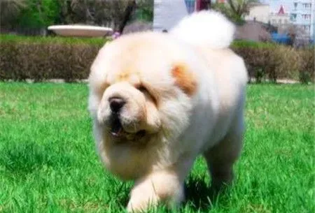纯种松狮犬臭吗 造成松狮犬体臭原因是什么 | 松狮犬