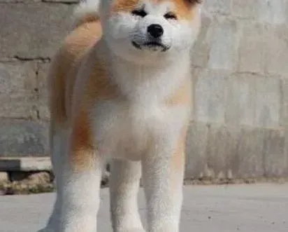秋田犬|导致秋田犬训练失败的原因有哪些