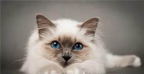 猫的尾巴有什么用 抓猫尾巴有什么后果 | 猫尾巴