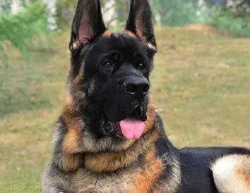 德国牧羊犬|德国牧羊犬便秘，而且四肢无力怎么办
