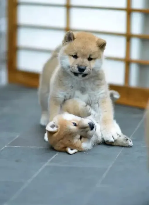 柴犬|柴犬爱甩耳朵，挠耳朵，拜托医生救命