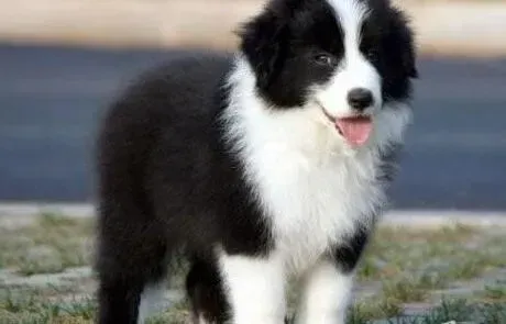 边境牧羊犬|两个月的边境牧羊犬怎样喂养好