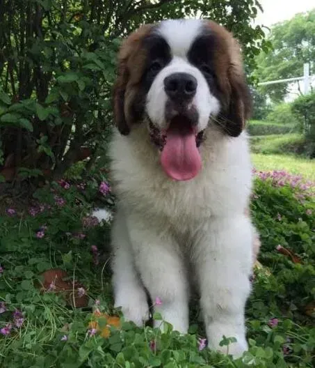 圣伯纳犬|圣伯纳犬的饲养有九点最佳意见