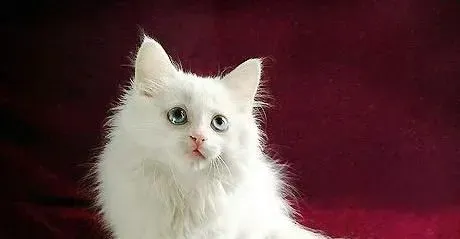 宠物猫死了怎么办 可以火化也可以掩埋 | 猫