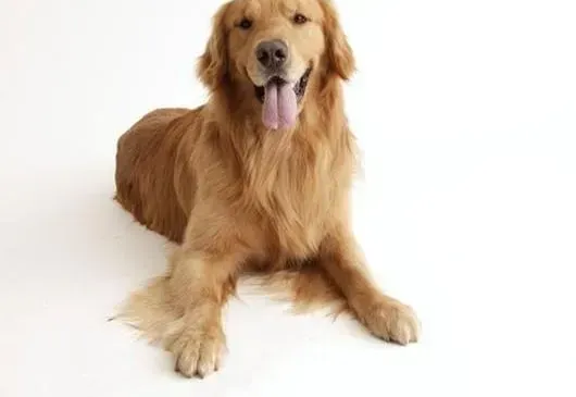 金毛|金毛犬体检时涉及到的检查项目有哪些