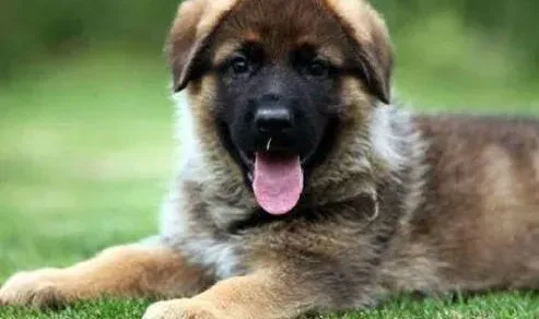 德国牧羊犬|德国牧羊犬严重营养不良还非常瘦怎么办