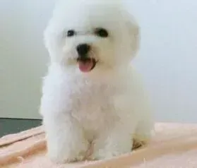 比熊犬|比熊犬最近呕吐，拉稀是什么情况