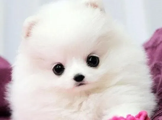 博美犬|让博美犬吃的健康的同时也要关注狗狗的牙齿健康
