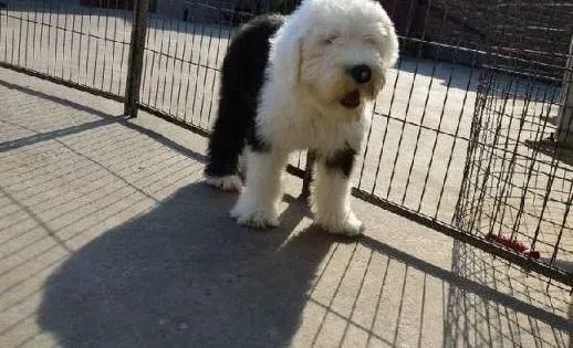 古代牧羊犬|喂食古代牧羊犬经常出现的两大误区