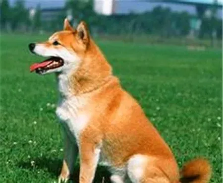 柴犬秋田犬的区别 柴犬秋田犬体貌上的区别 | 柴犬