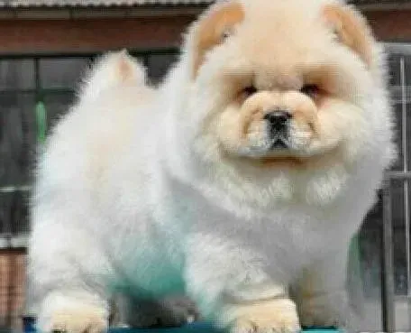 松狮犬|松狮犬皮肤发红，很痒这是怎么回事
