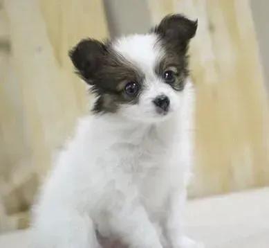 蝴蝶犬|蝴蝶犬是不是得了无法治愈的细小病毒