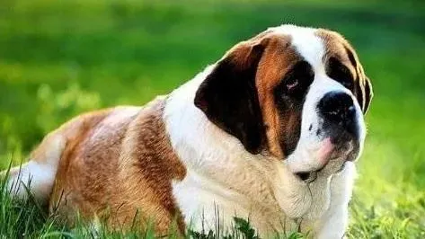 圣伯纳犬|防止圣伯纳生病需要注意的事项