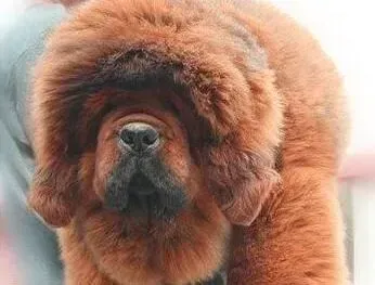 藏獒|淘气藏獒不吃饭 心急的主人们要怎么办