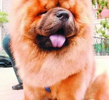 松狮犬|宠物主人告诉你如何科学的给松狮犬洗澡