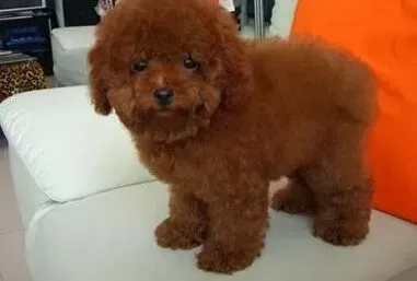 泰迪犬|积极锻炼好处多 泰迪犬锻炼也要讲究方法